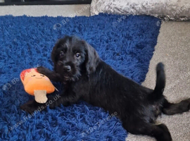 Special Home Wanted for Charlie the Schnocker