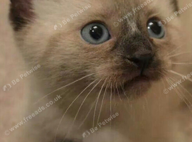 Ragdoll cross kittens