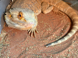 2 year old bearded dragon an full set up