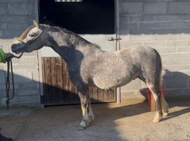 Welsh section A gelding for sale