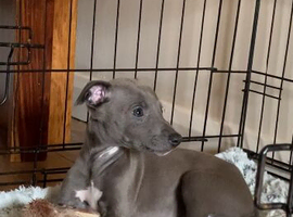 Blue kennel club registered whippet pups