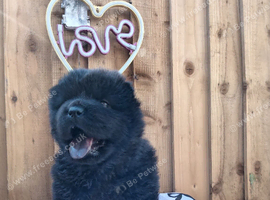 (last 2 remaning) Adorable KC Registered Chow Chow Puppies For Sale