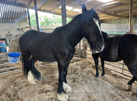 4 year old gelding