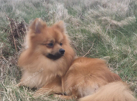 Pomeranian for stud