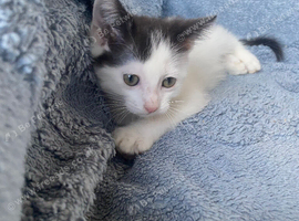 2 stunning little boys ready soon