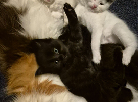 Kiten