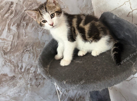 Bengal Maine coon cross
