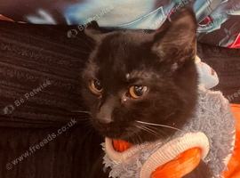 Kitten