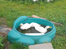 Cherry vally ducks