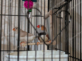 Seeling all my finches