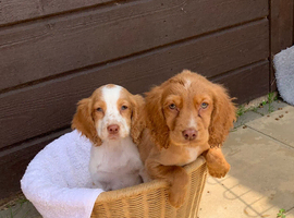 Cocker spaniel