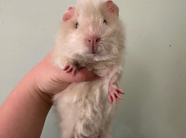 3 male baby guinea pigs
