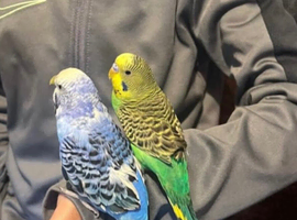 Green budgie for sale