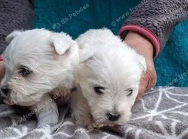 Gorgeous Home Raised Highland Terrier Puppies