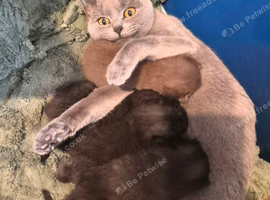 4 British shorthair kittens