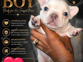 Adorable Platinum Frenchi Boy