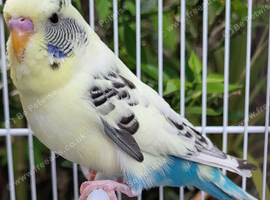 Beautiful Budgies - Various colours
