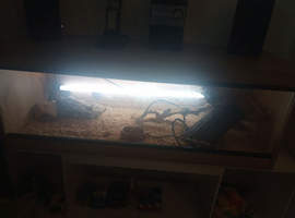 bearded dragon