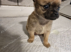 Gorgeous little chihuahua girl