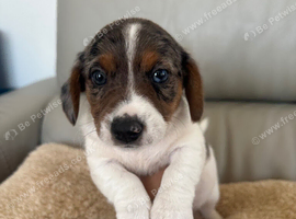Dachshund Puppies