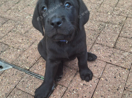 Black labrador puppies