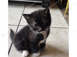 5 beautiful Scottish folds/straights