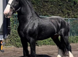 17.2 gentle giant