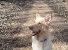 White GSD ready for stud