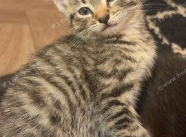 8 week old Male tabby kitten