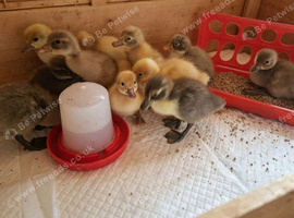 Mixed Ducklings