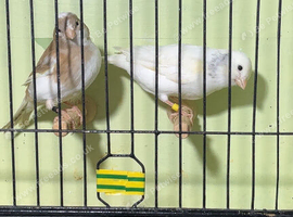 Pair of fife