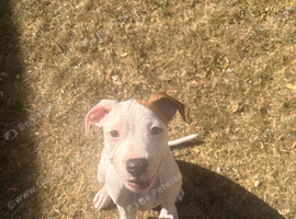 Beautiful American bulldog girl