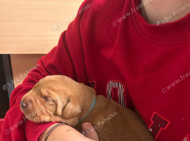 Fox Red Puppies