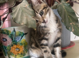 Beautiful tabby kittens - Ready now