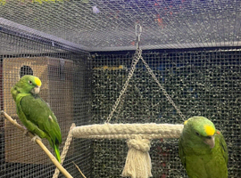 Beautiful condition talking and singing yellow naped honduras amazon breeding pair 2019 and 2020
