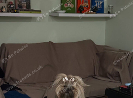 Shihtzu boy looking for a home