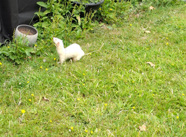 Albino red eye female Ferret