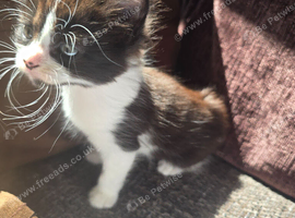 Black and white kitten