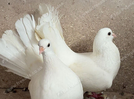 Pair of fantails