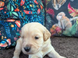 Chunky golden retrievers for sale ready soon