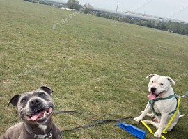 White Staffordshire Bull Terrier for Stud