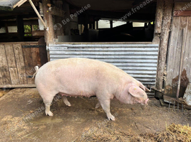 Welsh Saddleback x Cross sow for sale.