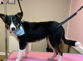 Border collie