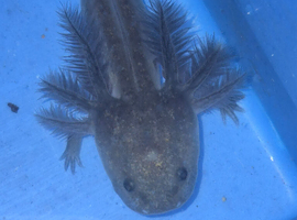 Axolotl babies
