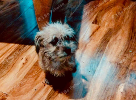 Small Malshi puppie ( Maltese x Shihtzu)