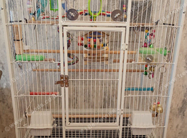 Budgies for sale