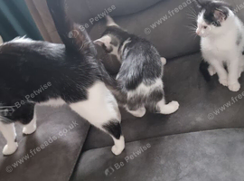 Kittens looking for their forever homes