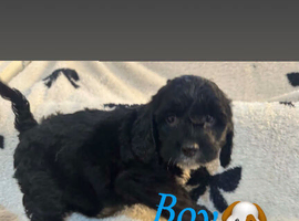 Cockerpoo puppy&rsquo;s