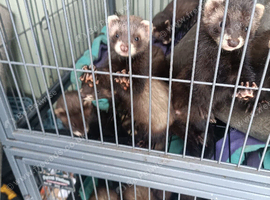 EU x Polecat ferret kits