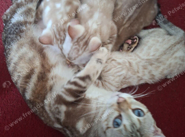 Bengal Kittens